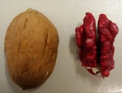 Neue Produkte -Frucht Wald Geschaft Rote Walnuss1