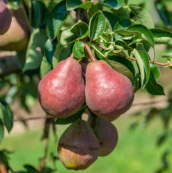 Neue Produkte 10 Rote Williams Christbirne Pyrus Communis `Rote Williams Christbirne´