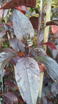 Zierapfel Royalty Malus `Royalty´ 8 Zierapfel Royalty Malus `Royalty´ -Frucht Wald Geschaft Royalty