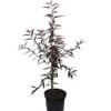 Blutpfirsich `Rubira´, Rotlaubig Prunus Persica `Rubira´ -Frucht Wald Geschaft Rubira1