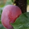 Rote Säulen-Mirabelle `Ruby´ Wurzelnackt Prunus Domestica Subsp. Syriaca `Ruby´ 2 Rote Säulen-Mirabelle `Ruby´ Wurzelnackt Prunus Domestica Subsp. Syriaca `Ruby´ -Frucht Wald Geschaft Ruby1Umyj4jbKJzw5I