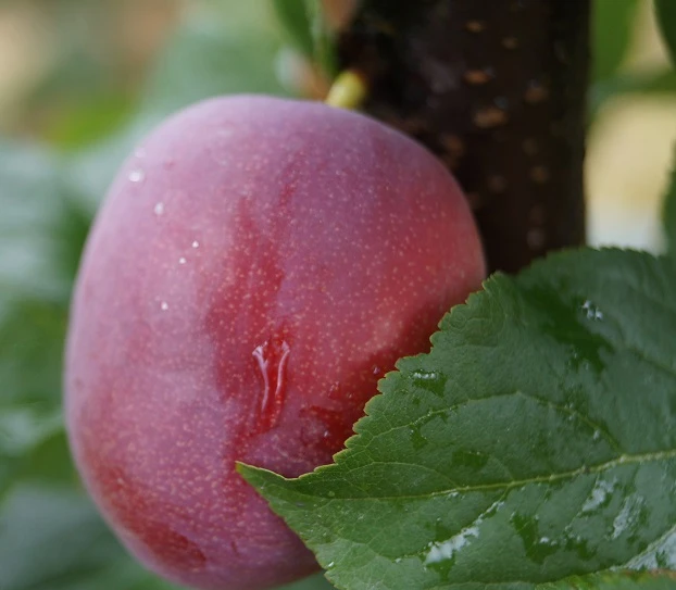 Rote Säulen-Mirabelle `Ruby´ Wurzelnackt Prunus Domestica Subsp. Syriaca `Ruby´ 3 Rote Säulen-Mirabelle `Ruby´ Wurzelnackt Prunus Domestica Subsp. Syriaca `Ruby´