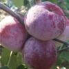 Russinka Malus Domestica `Russinka´ 1 Russinka Malus Domestica `Russinka´ -Frucht Wald Geschaft Russinka1