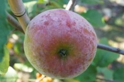 Russinka Malus Domestica `Russinka´ -Frucht Wald Geschaft Russinka3
