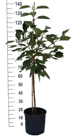 Lapins-selbstfruchtbar Prunus Avium `Lapins´ -Frucht Wald Geschaft S sskirsche Beispiel BuschbaumNW7GjfvQfZihc