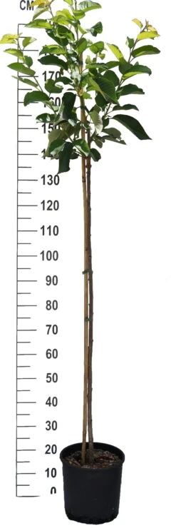 Süßkirsche `Tamara´ Prunus Avium -Frucht Wald Geschaft S sskirsche Beispiel HalbstammcLcUEpedDRI0R