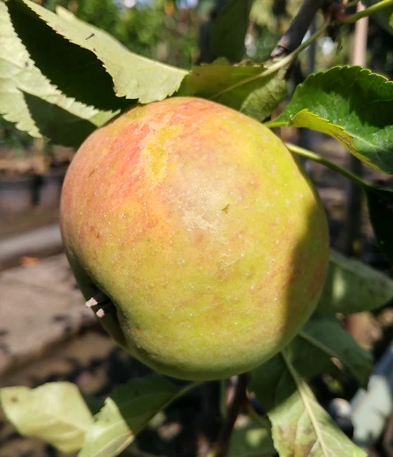 Säulenapfel `Goldcats´ Malus Domestica `Goldcats´ 3 Säulenapfel `Goldcats´ Malus Domestica `Goldcats´