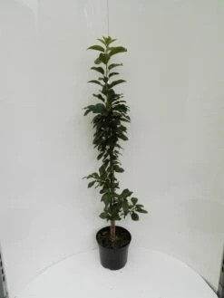 Säulensauerkirsche `Jachim´ Prunus Cerasus `Jachim´ 10 Säulensauerkirsche `Jachim´ Prunus Cerasus `Jachim´ -Frucht Wald Geschaft S ulensauerkirsche