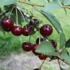 Safir ® Prunus Cerasus `Safir´ -Frucht Wald Geschaft Safir 1