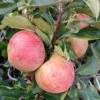 Zwergapfel Maloni® `Sally´® Malus Domestica `Sally´ -Frucht Wald Geschaft Sally Frucht