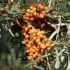 Sanddorn `Friesdorfer Orange´ (selbstfruchtbar) Hippophae Rhamnoides `Friesdorfer Orange´ -Frucht Wald Geschaft Sanddorn Friesdorfer Orange