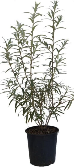 Sanddorn `Leikora´ Hippophae Rhamnoides `Leikora´ -Frucht Wald Geschaft Sanddorn Leikora