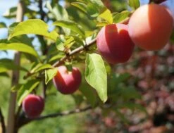 Santa Rosa Japanische Pflaume Prunus Salicina `Santa Rosa´ 9 Santa Rosa Japanische Pflaume Prunus Salicina `Santa Rosa´ -Frucht Wald Geschaft Santa Rosa Frucht im Juli