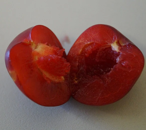 Santa Rosa Japanische Pflaume Prunus Salicina `Santa Rosa´ 7 Santa Rosa Japanische Pflaume Prunus Salicina `Santa Rosa´ – Bild 5