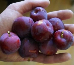 Santa Rosa Japanische Pflaume Prunus Salicina `Santa Rosa´ 10 Santa Rosa Japanische Pflaume Prunus Salicina `Santa Rosa´ -Frucht Wald Geschaft Santa rosa45