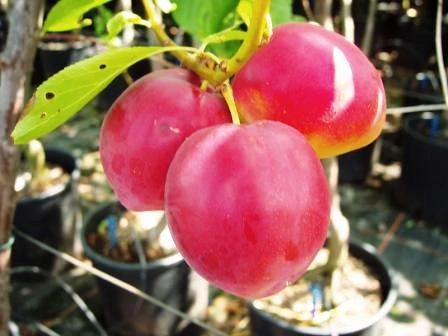 Santa Rosa Japanische Pflaume Prunus Salicina `Santa Rosa´ 3 Santa Rosa Japanische Pflaume Prunus Salicina `Santa Rosa´