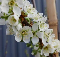 Santa Rosa Japanische Pflaume Prunus Salicina `Santa Rosa´ 8 Santa Rosa Japanische Pflaume Prunus Salicina `Santa Rosa´ -Frucht Wald Geschaft Santa rosa5ace2ae46c7ef