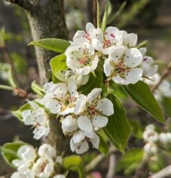 Säulenbirne `Saphira´ 150-175cm (zweijährig) Pyrus Communis `Saphira´ 6 Säulenbirne `Saphira´ 150-175cm (zweijährig) Pyrus Communis `Saphira´ -Frucht Wald Geschaft Saphira Bl te