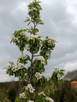 Säulenbirne `Saphira´ 150-175cm (zweijährig) Pyrus Communis `Saphira´ 7 Säulenbirne `Saphira´ 150-175cm (zweijährig) Pyrus Communis `Saphira´ -Frucht Wald Geschaft Saphira Bl te2