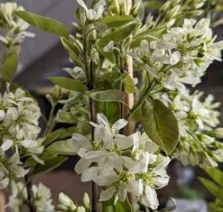 Saskatoon Berry Amelanchier Alnifolia `Saskatoon Berry´ -Frucht Wald Geschaft Saskatoon berry Bl te