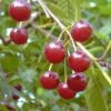 Werdersche Glaskirsche Prunus Cerasus `Werdersche Glaskirsche´ -Frucht Wald Geschaft Sauerkirsche5be5a628dbed7