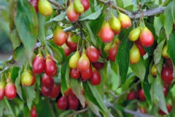 Frucht Wald Geschaft 30 Frucht Wald Geschaft -Frucht Wald Geschaft Sch nbrunner Gourmet Dirndl