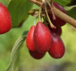 Großfrüchtige Kornelkirsche `Schönbrunner Gourmet Dirndl´ Cornus Mas `Schönbrunner Gourmetdirndl´ -Frucht Wald Geschaft Sch nbrunner2