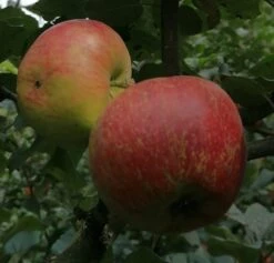 Schöner Aus Nordhausen Malus Domestica `Schöner Aus Nordhausen´ -Frucht Wald Geschaft Sch ner aus NordhausenbKJINAoRTLyjv