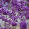 Schönfrucht, Liebesperlenstrauch Callicarpa Bodinieri `Profusion´ -Frucht Wald Geschaft Sch nfrucht Liebesperlenstrauch 22