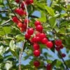 Schattenmorelle Prunus Cerasus `Schattenmorelle´ -Frucht Wald Geschaft Schattenmorelle