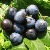Großfrüchtige Schlehe "Reto" Prunus Spinosa `Reto´ -Frucht Wald Geschaft Schlehe Reto