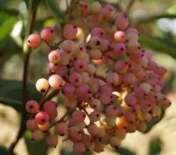 Amerikanischer Schneeball `Brandywine´ Viburnum Nudum `Brandywine´ 15 Amerikanischer Schneeball `Brandywine´ Viburnum Nudum `Brandywine´ -Frucht Wald Geschaft Schneeball Brandywine