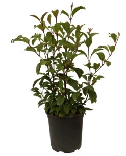 Duftender Winterschneeball `Dawn´ Viburnum Bodnantense `Dawn´ 13 Duftender Winterschneeball `Dawn´ Viburnum Bodnantense `Dawn´ -Frucht Wald Geschaft Schneeball Dawn weiss