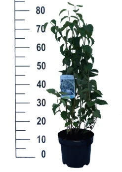 Bauern-Jasmin `Schneesturm´ Philadelphus Coronarius `Schneesturm´ -Frucht Wald Geschaft Schneesturm