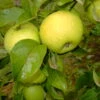 Gelber Edelapfel Malus Domestica -Frucht Wald Geschaft Seesterm hler Zitronenapfel8