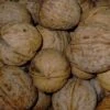Echter Walnussbaum Juglans Regia -Frucht Wald Geschaft Seifersdorfer35c619c58a6296