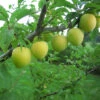 Shiro Japanische Pflaume Prunus Salicina `Shiro´ 1 Shiro Japanische Pflaume Prunus Salicina `Shiro´ -Frucht Wald Geschaft Shiro Japanische Pflaume 3