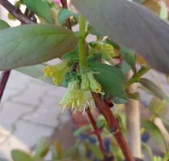 Sibirische Blaubeere / Honigbeere `Wojtek´ Lonicera Kamtschatica `Wojtek´ -Frucht Wald Geschaft Sibirische Blaubeere bl te2