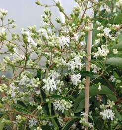 Sieben-Söhne-des-Himmels-Strauch Heptacodium Miconioides -Frucht Wald Geschaft Sieben S hne