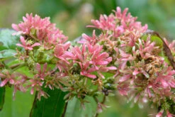 Sieben-Söhne-des-Himmels-Strauch Heptacodium Miconioides -Frucht Wald Geschaft Sieben S hne Fruchtstand