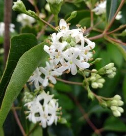 Sieben-Söhne-des-Himmels-Strauch Heptacodium Miconioides -Frucht Wald Geschaft Sieben S hne des Himmels