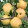 Sirius Ⓢ Malus Domestica `Sirius´ 2 Sirius Ⓢ Malus Domestica `Sirius´ -Frucht Wald Geschaft Sirius1
