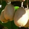 Kiwi Solo (selbstfruchtbar) Actinidia Chinensis `Solo´ -Frucht Wald Geschaft Solo
