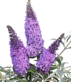 Schmetterlingsflieder Butterfly Candy® (versch. Farben) Buddleja Davidii -Frucht Wald Geschaft Sommerflieder lila blau