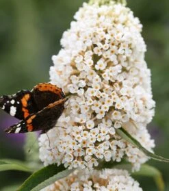 Schmetterlingsflieder Butterfly Candy® (versch. Farben) Buddleja Davidii -Frucht Wald Geschaft Sommerflieder weiss1