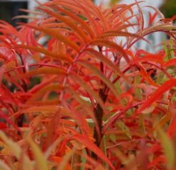 Eberesche `Dodong´ Sorbus Conmixta `Dodong´ -Frucht Wald Geschaft Sorbus Dodong4