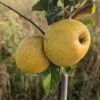 Spanischer Krautapfel Malus Domestica `Spanischer Krautapfel´ -Frucht Wald Geschaft Spanischer Krautapfel
