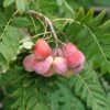 Speierling Sorbus Domestica 1 Speierling Sorbus Domestica -Frucht Wald Geschaft SpeierlingtHoP7oi6RjdJ1