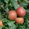 Säulenapfel Spurkoop Malus Domestica `Spurkoop´ 2 Säulenapfel Spurkoop Malus Domestica `Spurkoop´ -Frucht Wald Geschaft SpurkoopFY2pp5KkZKmfy