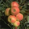 Säulenapfel `Starcats´ Malus Domestica `Starcats´ -Frucht Wald Geschaft Starcats